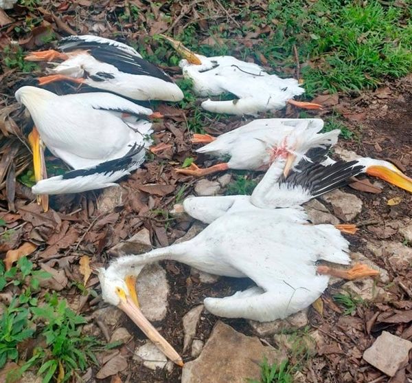 ¡FUE DESCARGA ELÉCTRICA! - YA SE SUPO