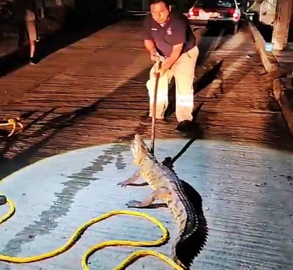 ¡PROTECCIÓN CIVIL CAPTURÓ AL PRIMO DE GODZILLA!