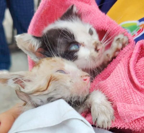 ¡SALVAN A CUATRO GATITOS DE CASA EN LLAMAS EN RÍO MEDIO 3!