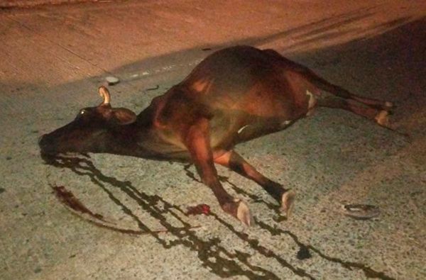 ¡MOTOCICLISTA CHOCA CONTRA VACA EN EL KILÓMETRO 13.5!