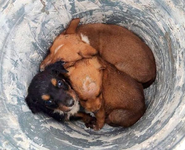 ¡ABANDONAN A 3 LOMITOS! - *En una cubeta en Lomas de Río Medio 3