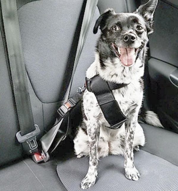 ¡SÓLO PERROS CON PAPELES EN REGLA PUEDEN ENTRAR A EU!