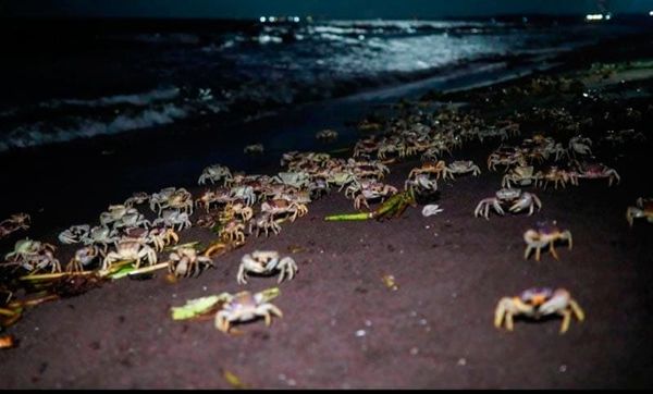 ¡LE PONDRÁN BANDEJAS AL CANGREJO AZUL!