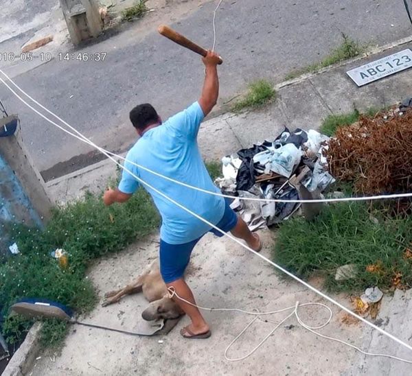 ¡ASESINÓ A PERRO PITBULL A BATAZOS!