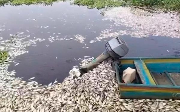 ¡ECOCIDIO! - EN LA CUENCA DEL PAPALOAPAN