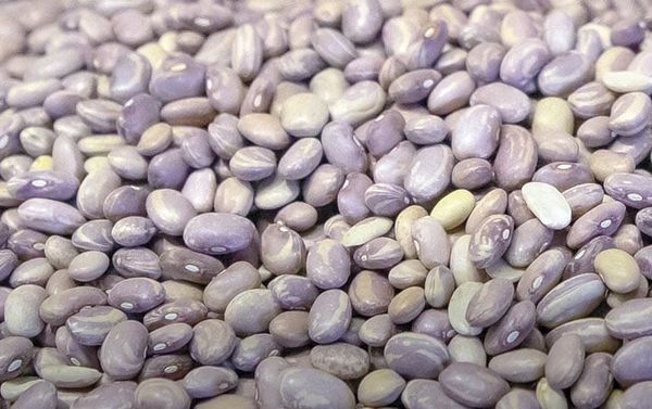 ¡GOBIERNO COMPRARÁ FRIJOL HASTA 200% MÁS CARO!