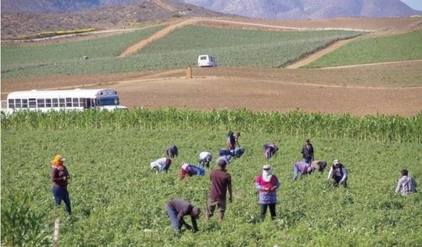 ¡GOBIERNO ENTREGARÁ 40 MIL PESOS A 36 MIL FAMILIAS JORNALERAS DE SAN QUINTÍN!