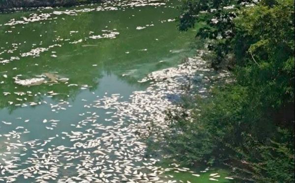 ¡OTRA MORTANDAD DE PECES! - *Ahora en Ozuluama, preocupación entre pobladores; Conagua realizará análisis para determinar las causas
