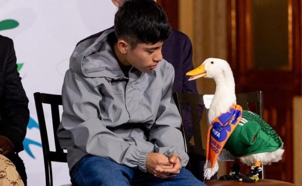 ¡EL PATO MERLÍN A LA MAÑANERA CON SHEINBAUM EN PLENO MUNDIAL!