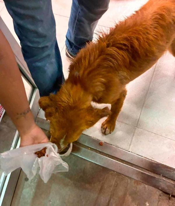 ¡TIRAN AGUA HIRVIENDO A LOMITO! - EN LA ZONA NORTE
