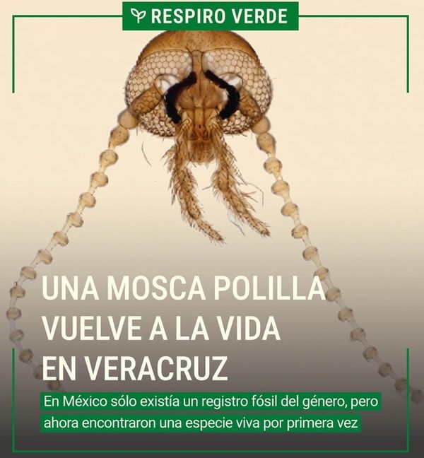 ¡REVIVE LA MOSCA POLILLA MEXICANA!