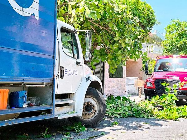 ¡CAMIÓN REPARTIDOR DERRIBA ÁRBOL Y DAÑA VIVIENDA EN VISTA MAR!
