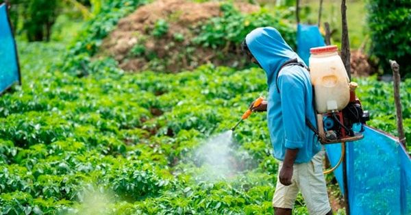 ¡CÁRCEL POR USO INDEBIDO DE AGROQUÍMICOS! - *Y 117 mil de multa