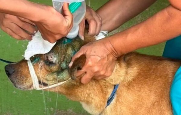 ¡AUMENTAN CASOS DE GUSANO BARRENADOR EN PERROS EN VERACRUZ!
