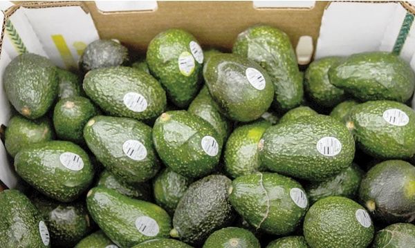 ¡PIDEN EN ESTADOS UNIDOS CASTIGAR EL AGUACATE MEXICANO!