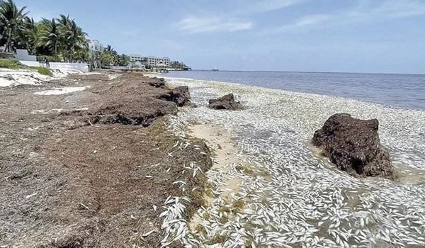 ¡EXHIBEN MORTANDAD DE PECES POR SARGAZO EN QR!