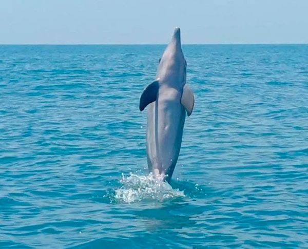 ¡NO APARECÍAN! - LOS DELFINES