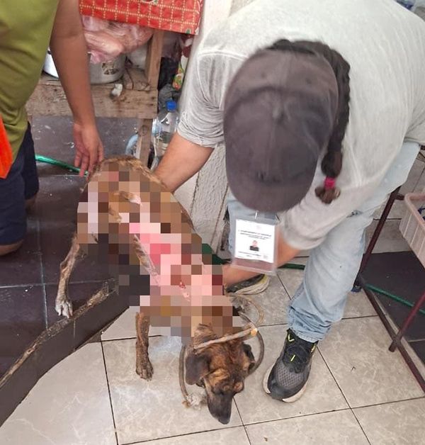 ¡RESCATAN A PERRITA QUEMADA CON AGUA HIRVIENDO EN LOMAS DEL VERGEL!