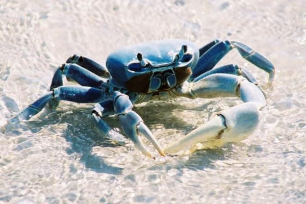 ¡RESCATAN 80 CANGREJOS AZULES DURANTE LA VEDA EN CATEMACO!