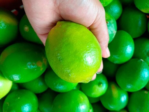 ¡PLAGAS PEGAN A CÍTRICOS! - DRAGÓN AMARILLO Y LA TRISTEZA