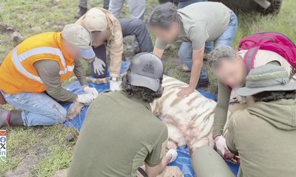 PROFEPA APLICÓ PROTOCOLO DE ‘CONTENCIÓN LETAL’