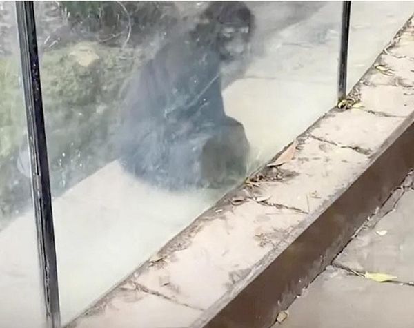 ¡EXHIBEN ABANDONO EN EL ZOOLÓGICO DE CHAPULTEPEC!