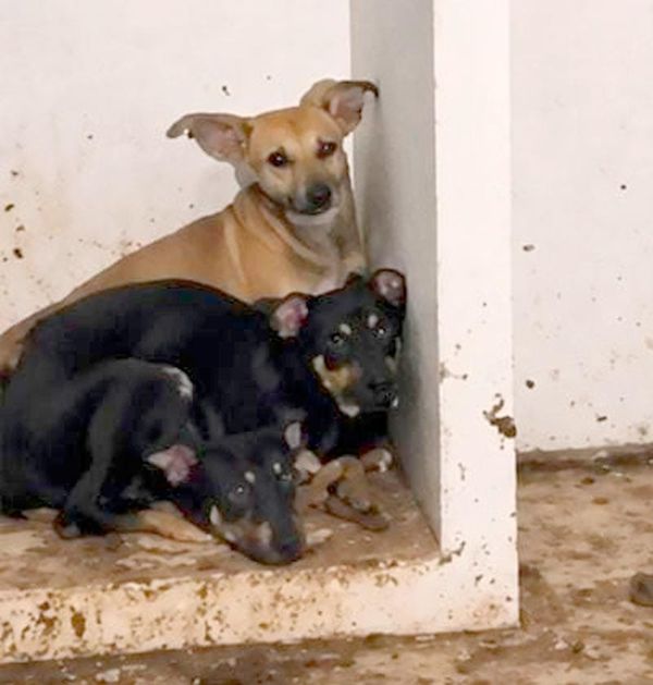 ¡RESCATAN 12 PERROS POR MALTRATO Y SACRIFICADOS EN RITUALES EN XALAPA!