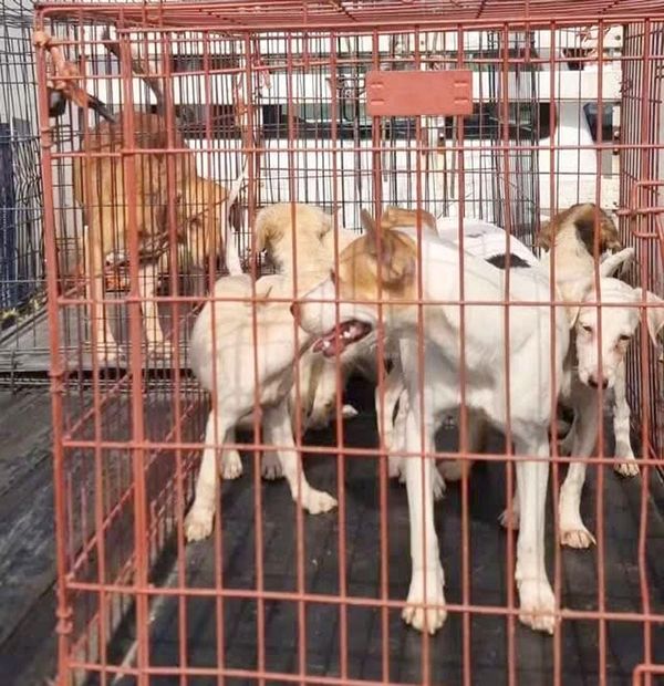¡RESCATAN A 8 CANINOS EN PLAYA LINDA Y LAS BAJADAS!