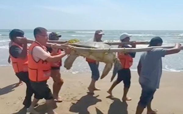 ¡RESCATAN SÚPER-TORTUGA! - *Pesa más de 100 Kilos