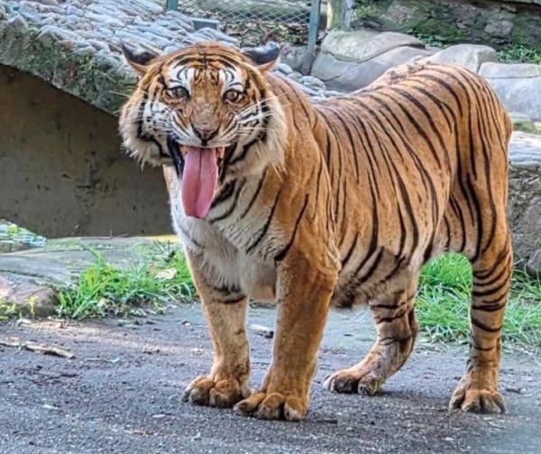¡MUERE TÍMIDA, LA TIGRESA RESCATADA QUE VIVIÓ MÁS DE UNA DÉCADA EN ORIZABA!