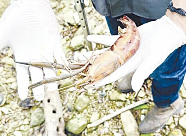 ¡BAJO LA LUPA MORTANDAD DE ACAMAYAS EN IXHUATLÁN DE MADERO!