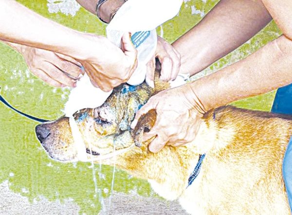 ¡LEY ANIMAL ES UN “MANUAL PARA MATAR”, ADVIERTEN ACTIVISTAS EN XALAPA!