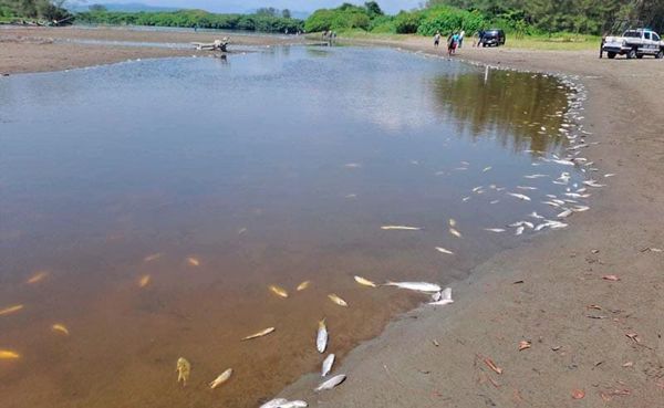 ¡APARECEN FLOTANDO! - MILES DE PECES