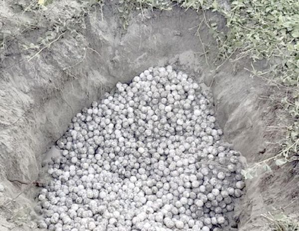 ¡RECUPERAN 5,000 HUEVOS DE TORTUGA EN PLAYA ESCOBILLA, OAXACA!