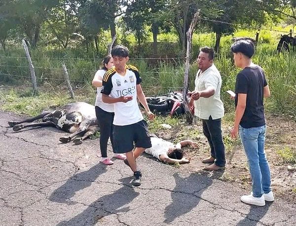 ¡BIKER LESIONADO Y UNA VACA MUERTA POR MOTOCICLETAZO!