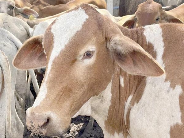 ¡HIDALGO LOGRA CONTROLAR 92% DE CASOS DE GUSANO BARRENADOR!