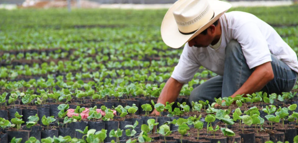 ¡ALERTA EU DE SALMONELA POR JALAPEÑOS MEXICANOS!
