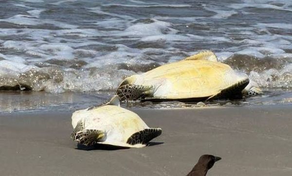 ¡APARECEN DOS TORTUGAS MUERTAS!