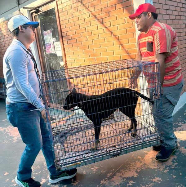 ¡ATIENDEN PERRITO HERIDO ATACADO POR UN PITBULL!