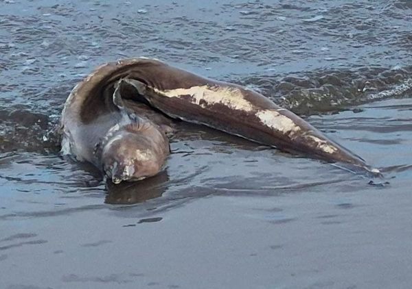 ¡LOCALIZAN ANGUILA “TIESA” EN LA PLAYA MOCAMBO!