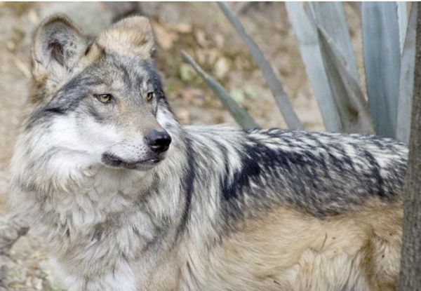¡ORDENA TRUMP QUITAR PROTECCIÓN A LOBO GRIS MEXICANO!