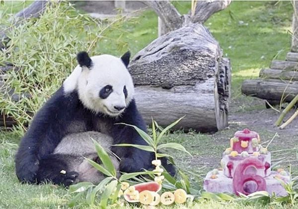 ¡ANUNCIA XI LLEGADA DE DOS PANDAS AL ZOOLÓGICO DE ATLANTA!