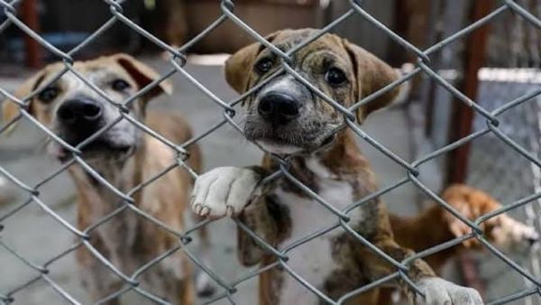 ¡APRUEBA LEY CONTRA EL MALTRATO ANIMAL QUE CREA UN REGISTRO OBLIGATORIO Y UN PADRÓN DE INFRACTORES!