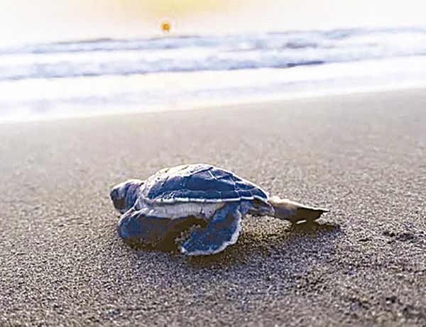 ¡LA PLAYA DONDE VERACRUZ SE JUEGA EL FUTURO DE SUS TORTUGAS!