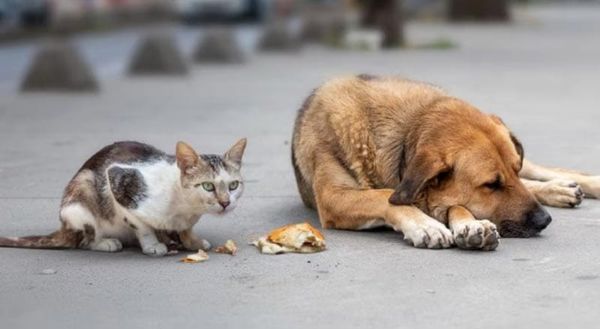 ¡INVESTIGAN A MUJER QUE MATA MASCOTAS EN ARBOLEDAS SAN MIGUEL!