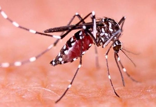 ¡PRENDEN LAS ALERTAS! - POR EL DENGUE