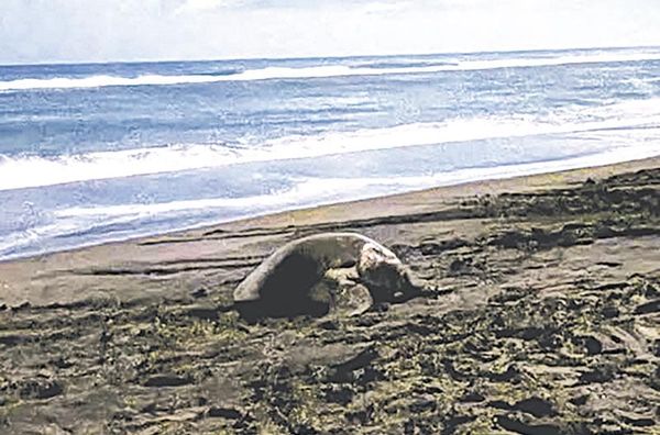 ¡EL LAUREL, EL SANTUARIO TORTUGUERO DE VERACRUZ!
