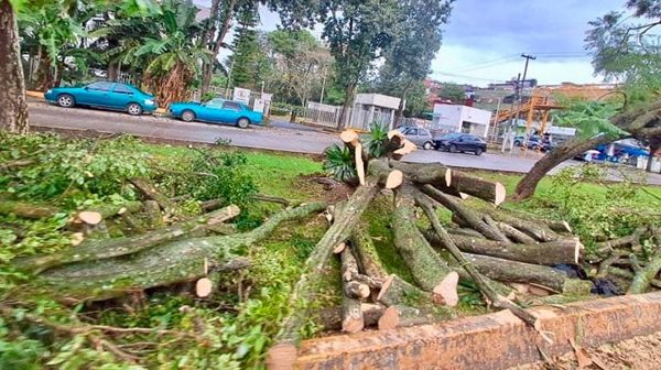 ¡‘VOLARON’ 39 ÁRBOLES! - EN XALAPA
