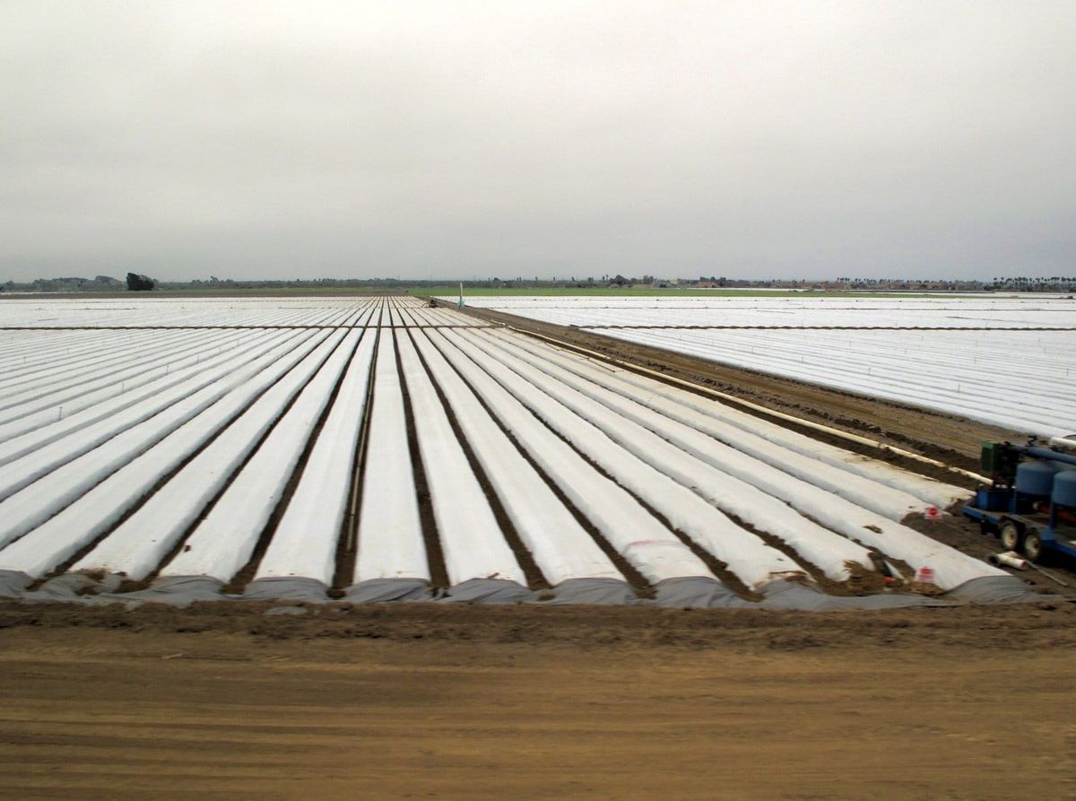 A commercial California strawberry field with long raised beds covered in white plastic mulch under an overcast sky.