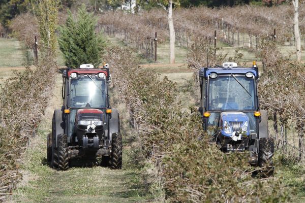 Two compact tractors, one red and one blue, drive through rows of dormant grapevines in a vineyard.
